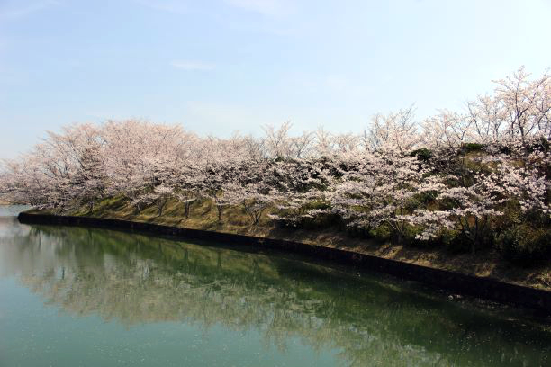 サンテック本社の桜